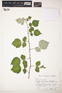 Image of Rubus phoenicolasius