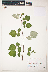 Rubus phoenicolasius image