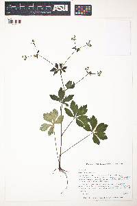 Sanicula canadensis image