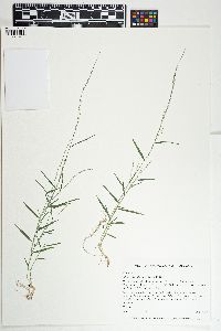 Muhlenbergia schreberi image