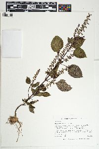 Perilla frutescens image