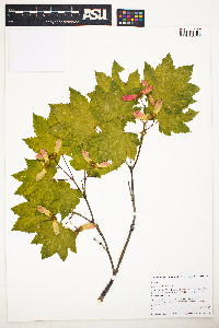 Acer circinatum image