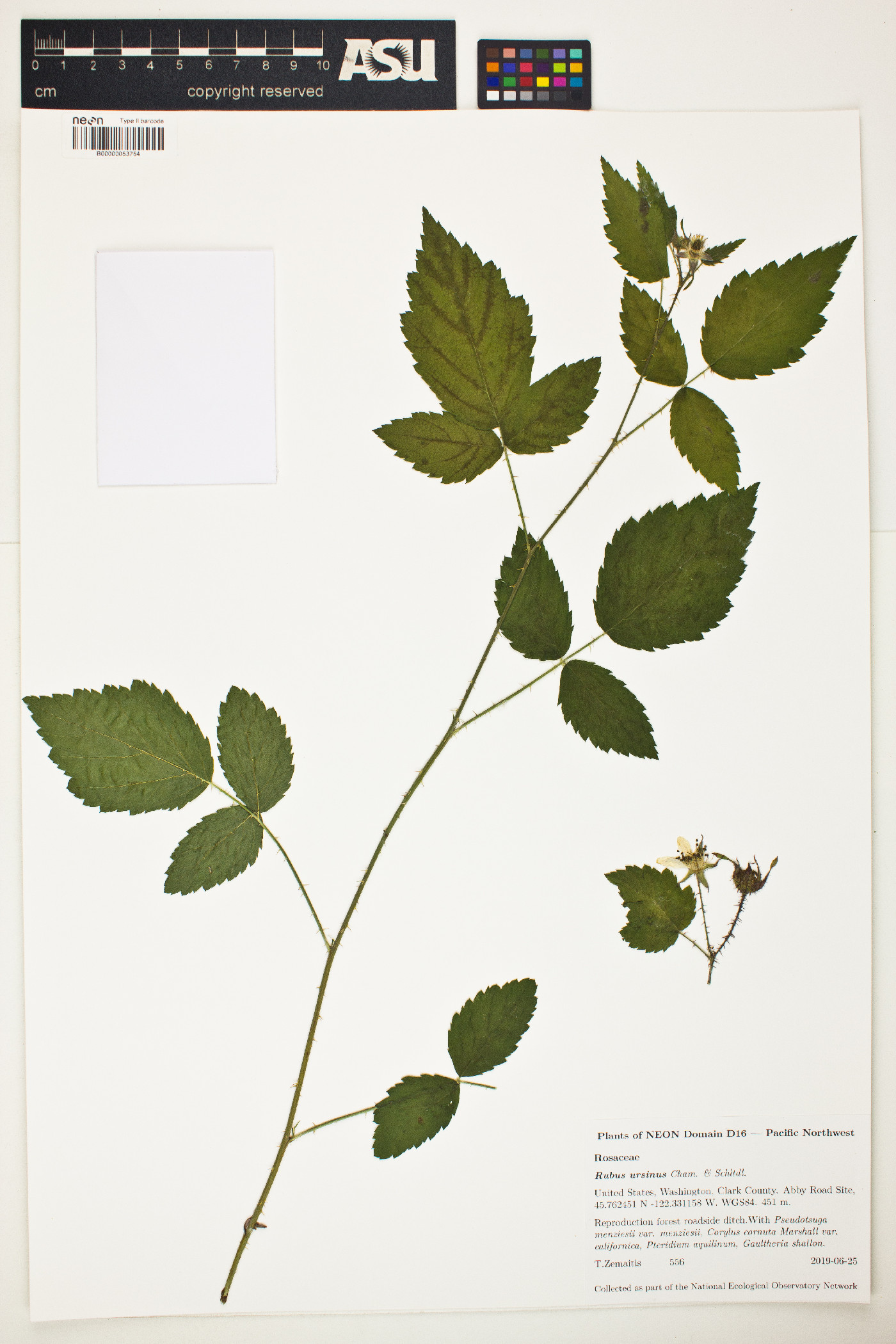 Rubus ursinus image