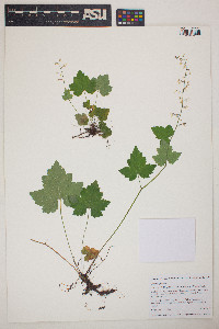 Tiarella trifoliata image