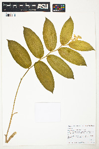 Maianthemum racemosum image