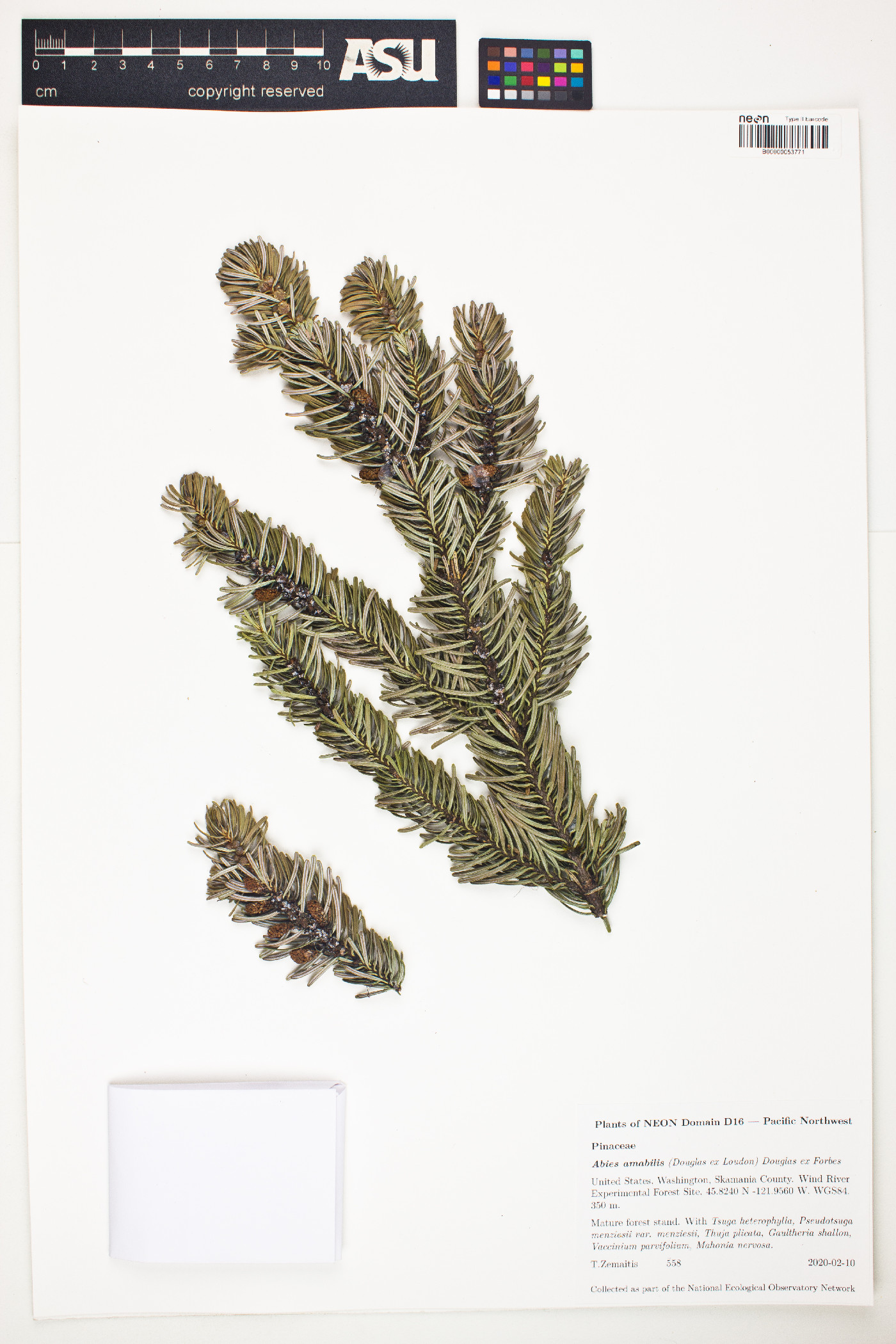 Abies amabilis image