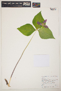 Image of Trillium ovatum