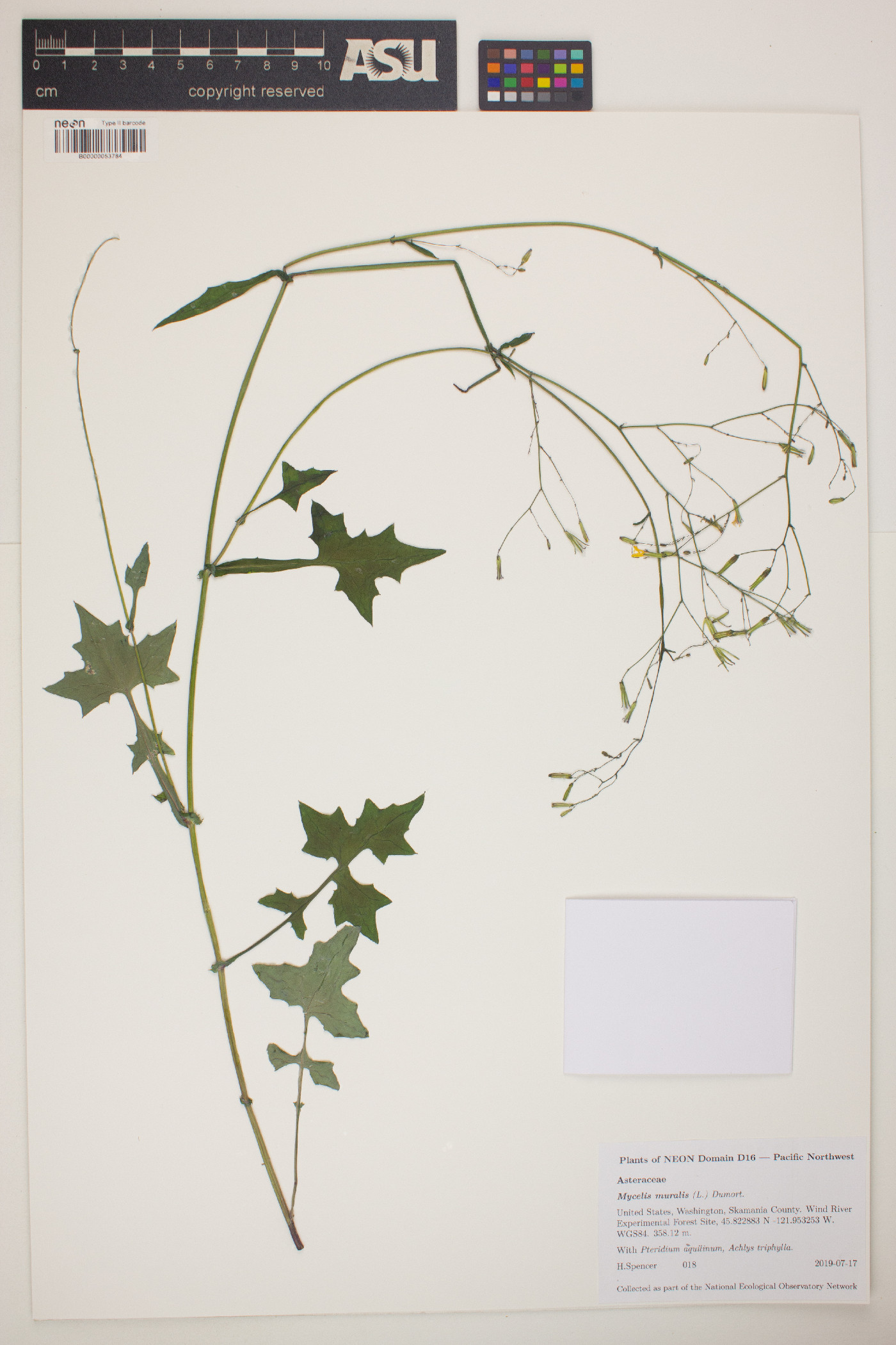 Lactuca muralis image