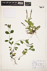 Image of Veronica officinalis