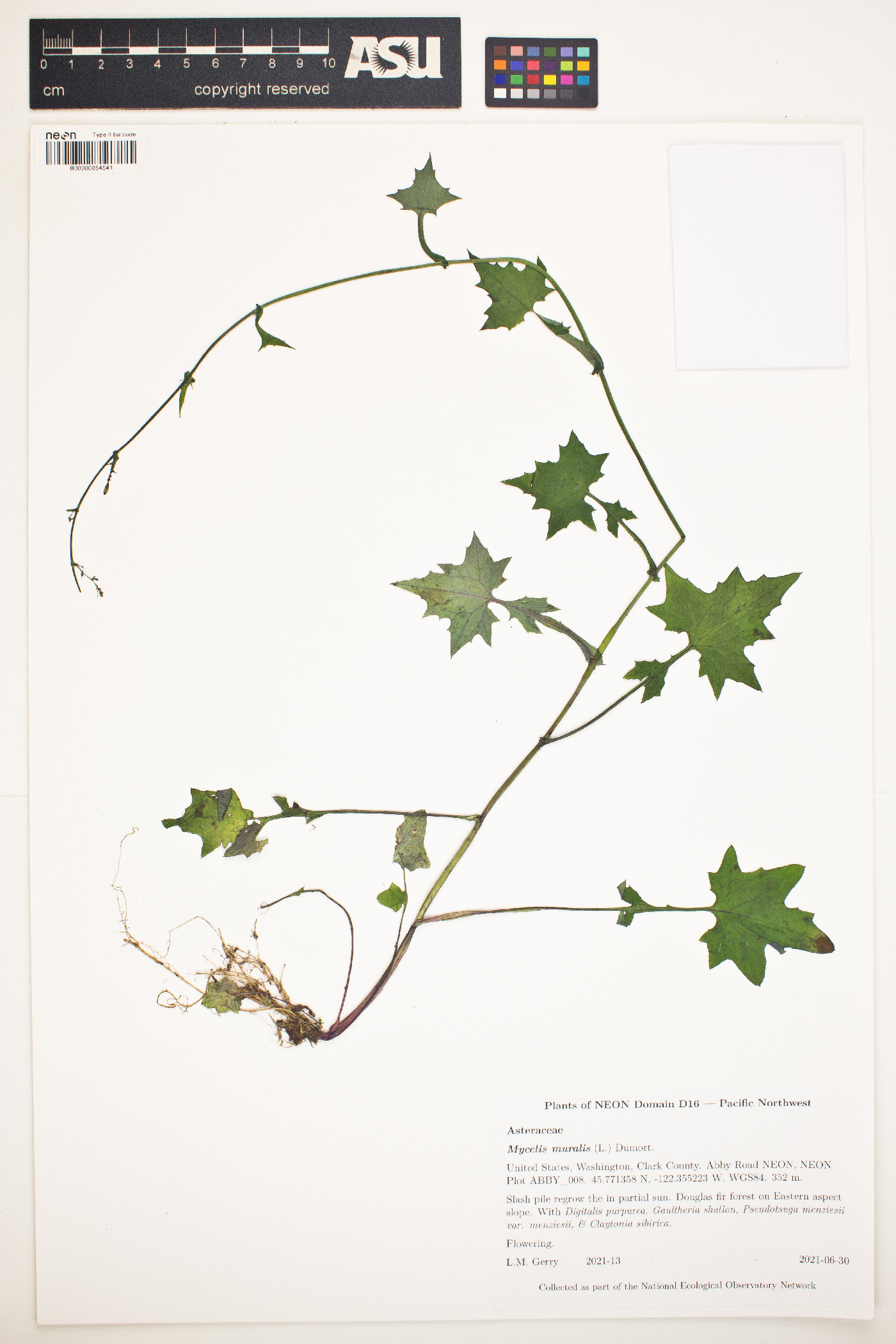 Lactuca muralis image