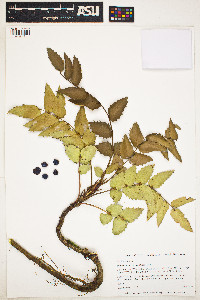 Berberis nervosa image