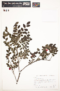 Image of Vaccinium parvifolium