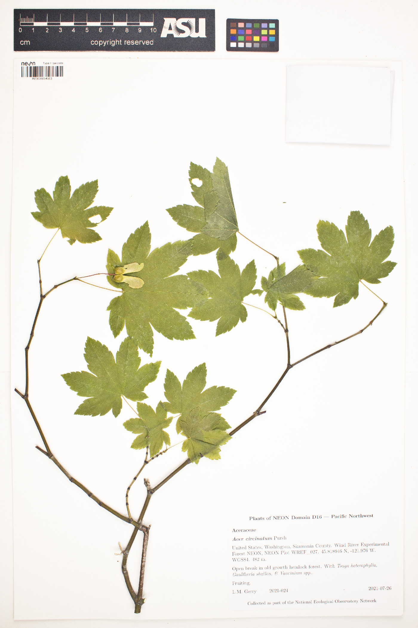 Acer circinatum image