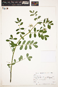 Lotus aboriginus image