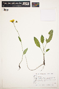 Hieracium scouleri image