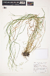 Image of Agrostis perennans