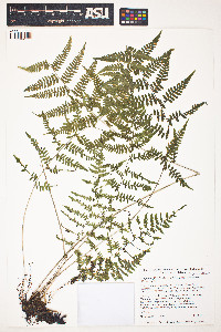 Athyrium asplenioides image