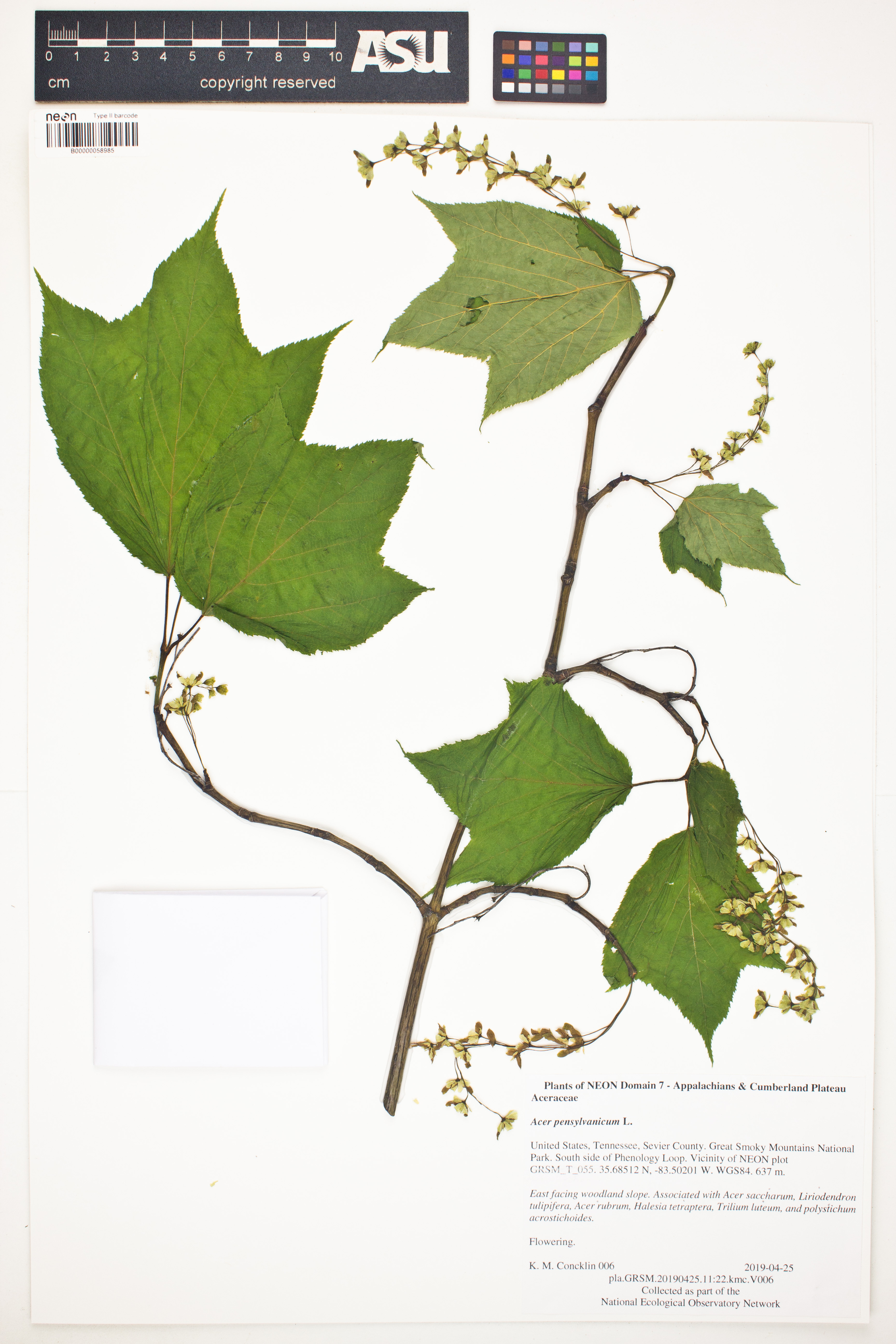 Acer pensylvanicum image