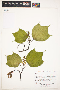 Acer pensylvanicum image