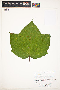 Acer pensylvanicum image