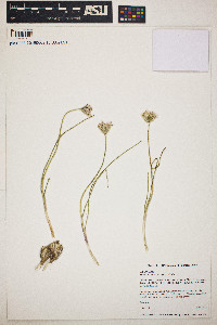 Image of Allium textile