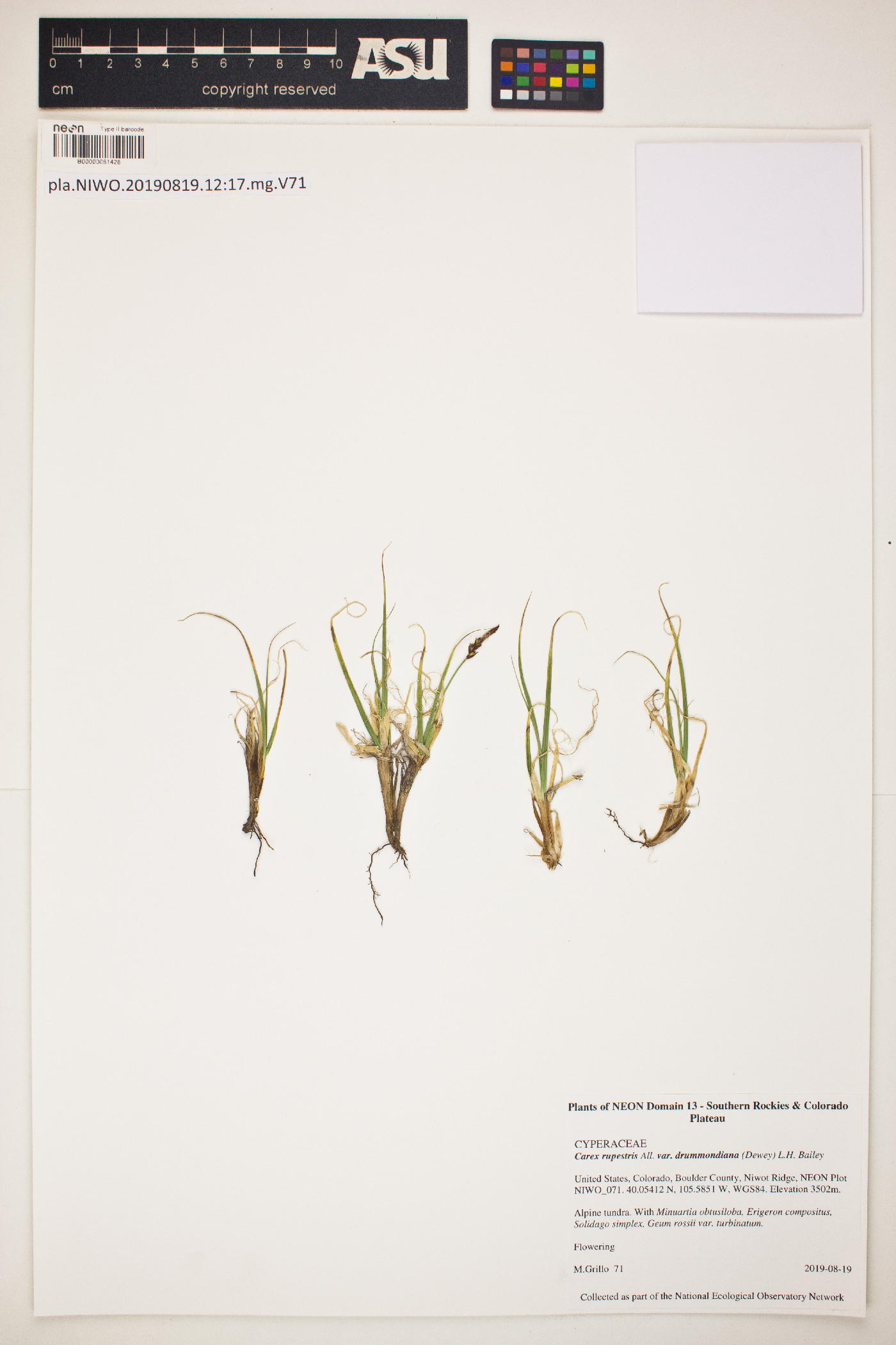 Carex rupestris subsp. rupestris image