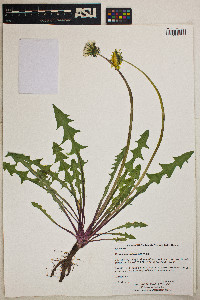 Taraxacum officinale image