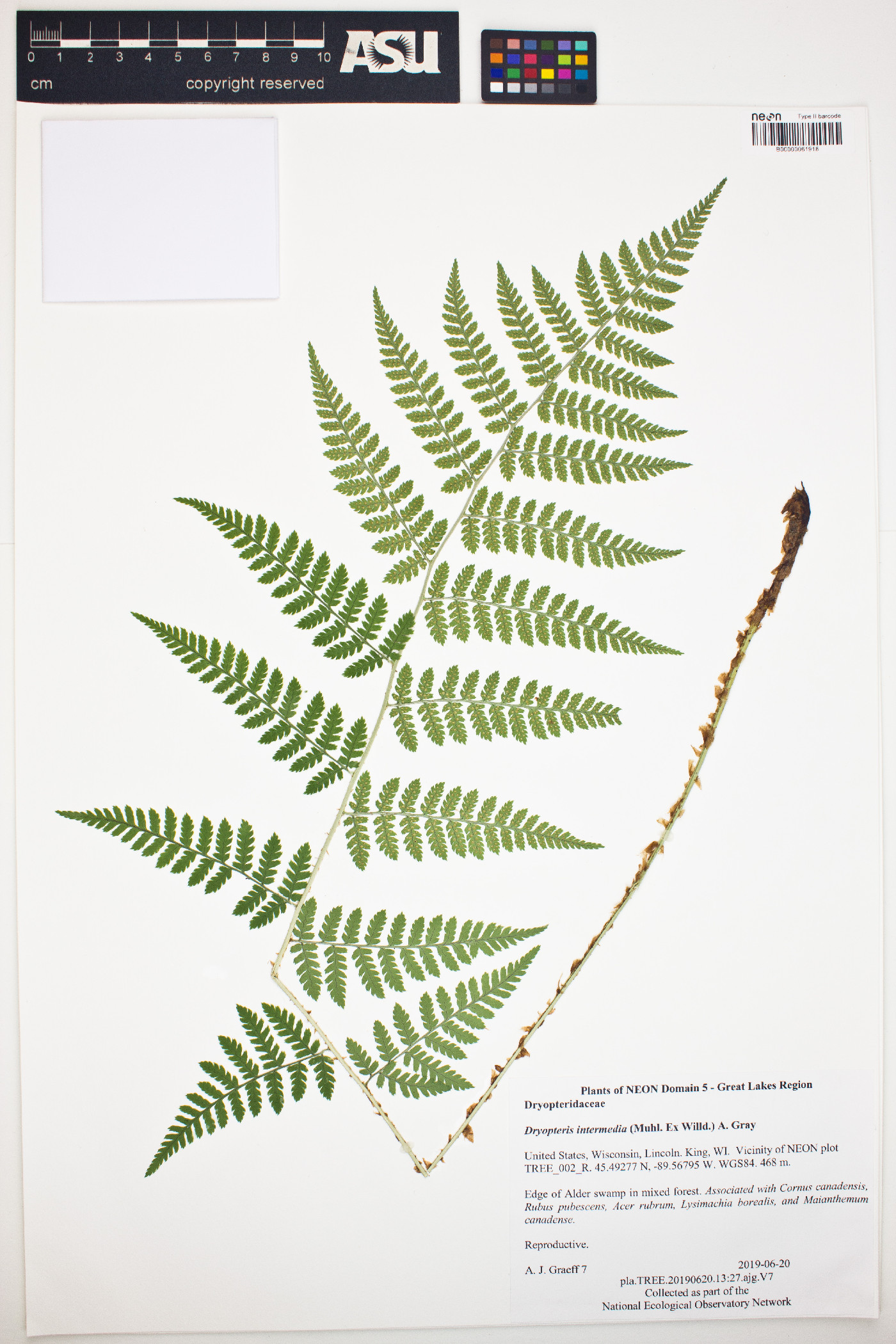 Dryopteris intermedia image