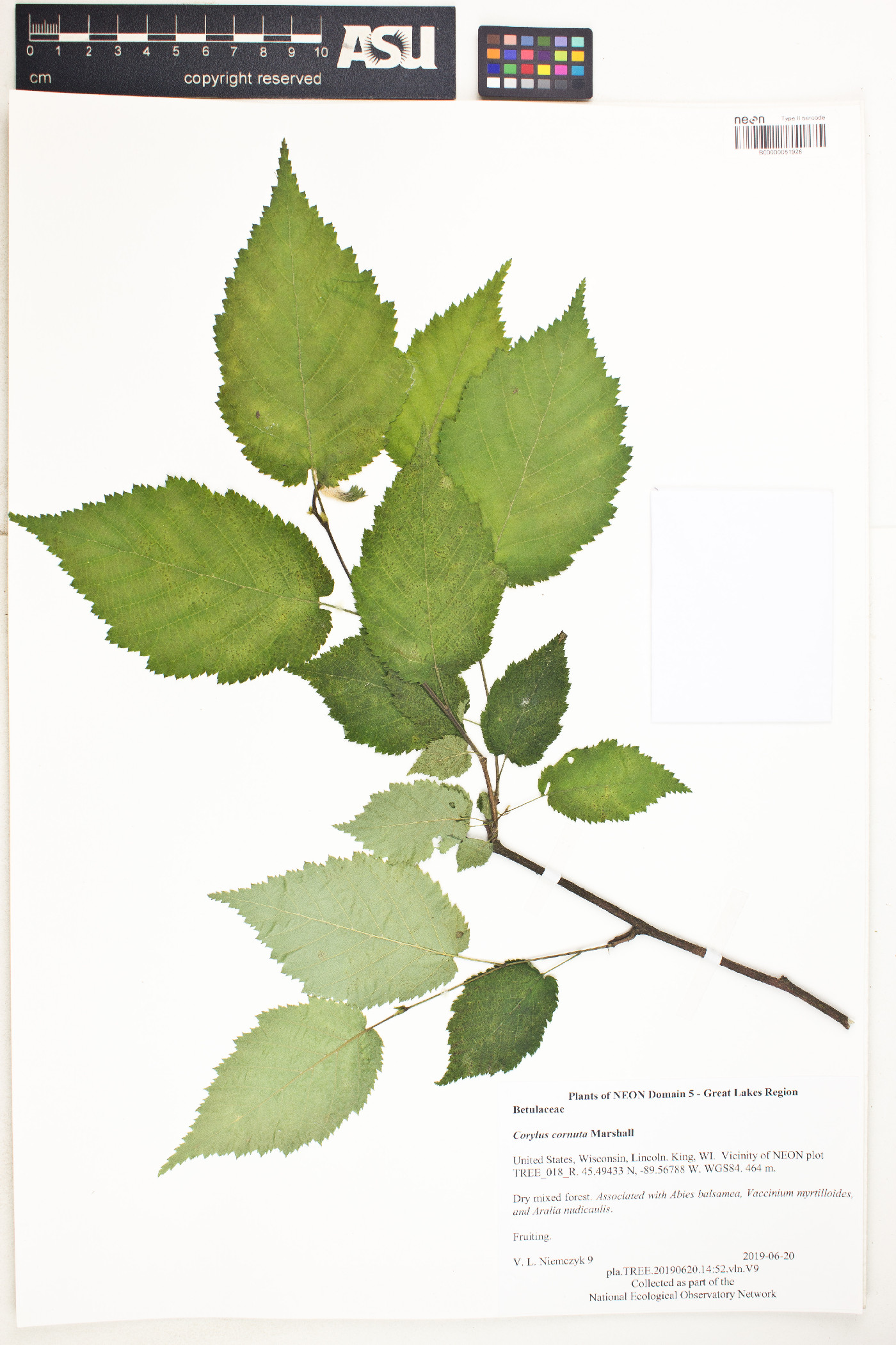 Corylus cornuta image