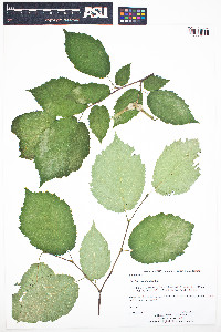 Corylus cornuta image