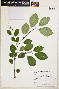 Prunus virginiana image