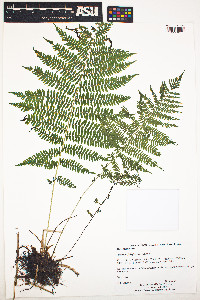 Athyrium filix-femina image