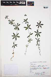 Galium triflorum image