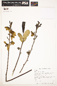 Image of Asimina reticulata