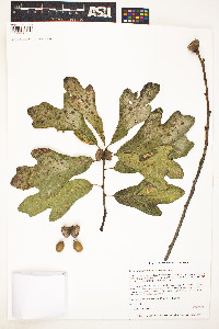 Image of Quercus margarettae