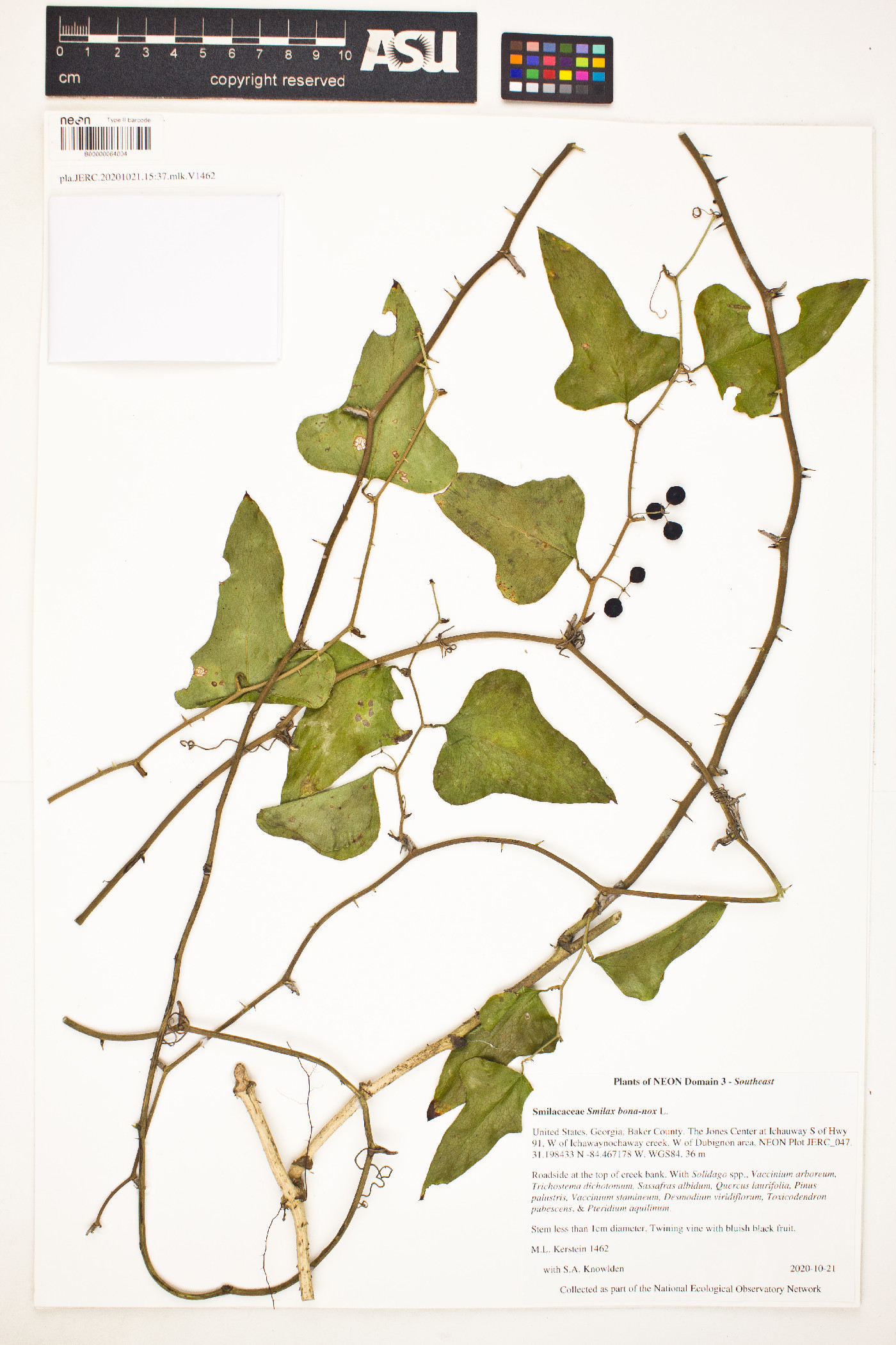 Smilax bona-nox image