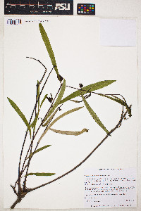 Image of Asimina angustifolia