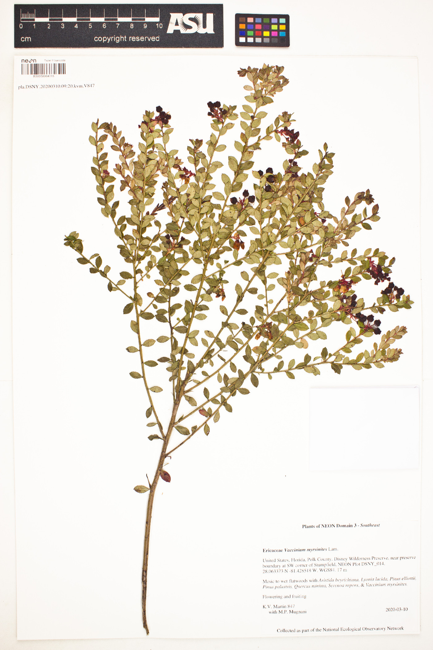 Vaccinium myrsinites image