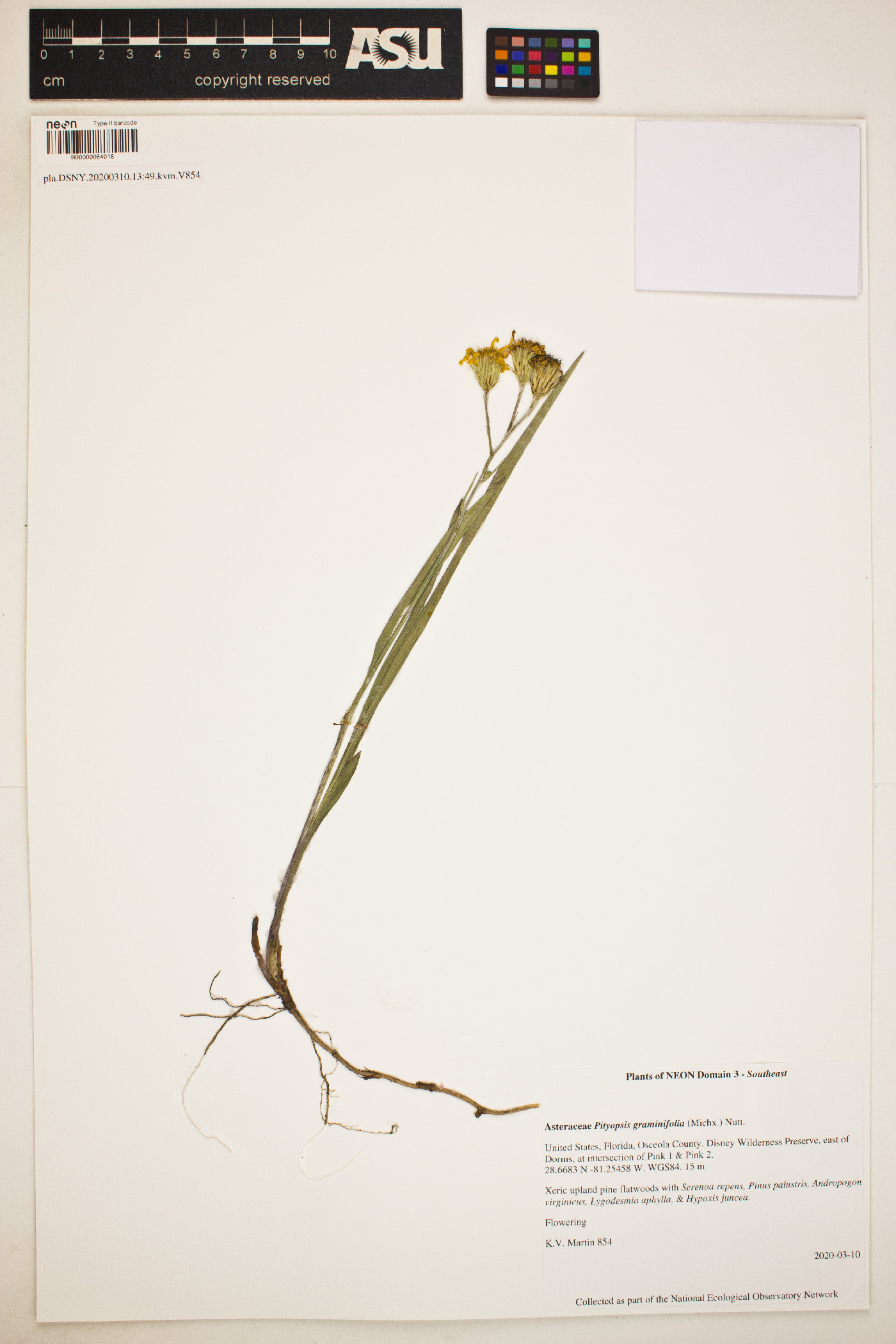 Pityopsis graminifolia image