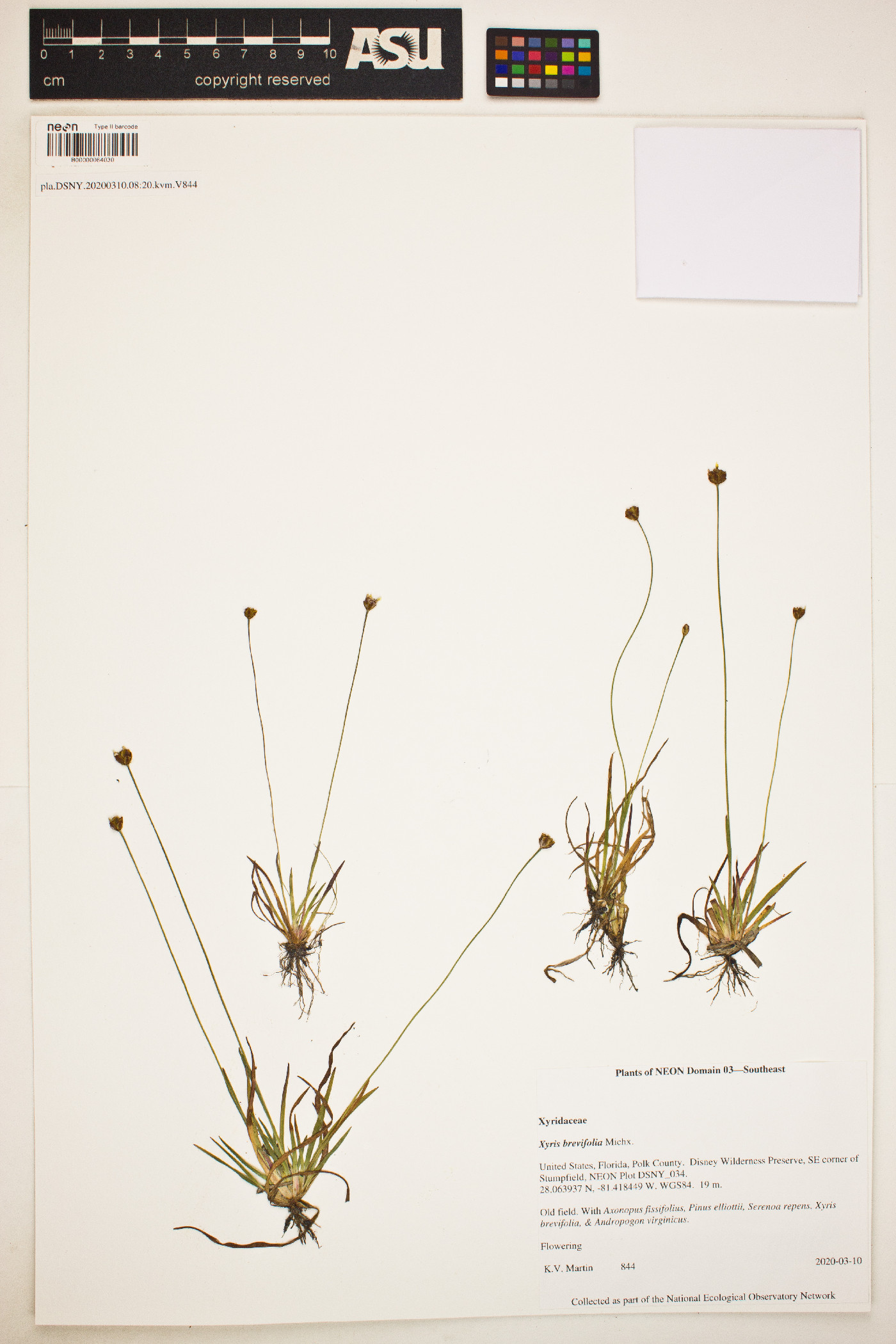 Xyridaceae image