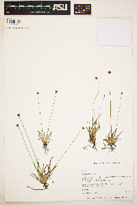 Image of Xyris brevifolia