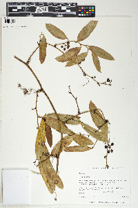 Smilax laurifolia image