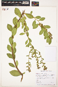 Image of Lyonia lucida