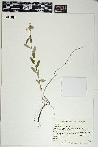 Image of Helianthemum corymbosum