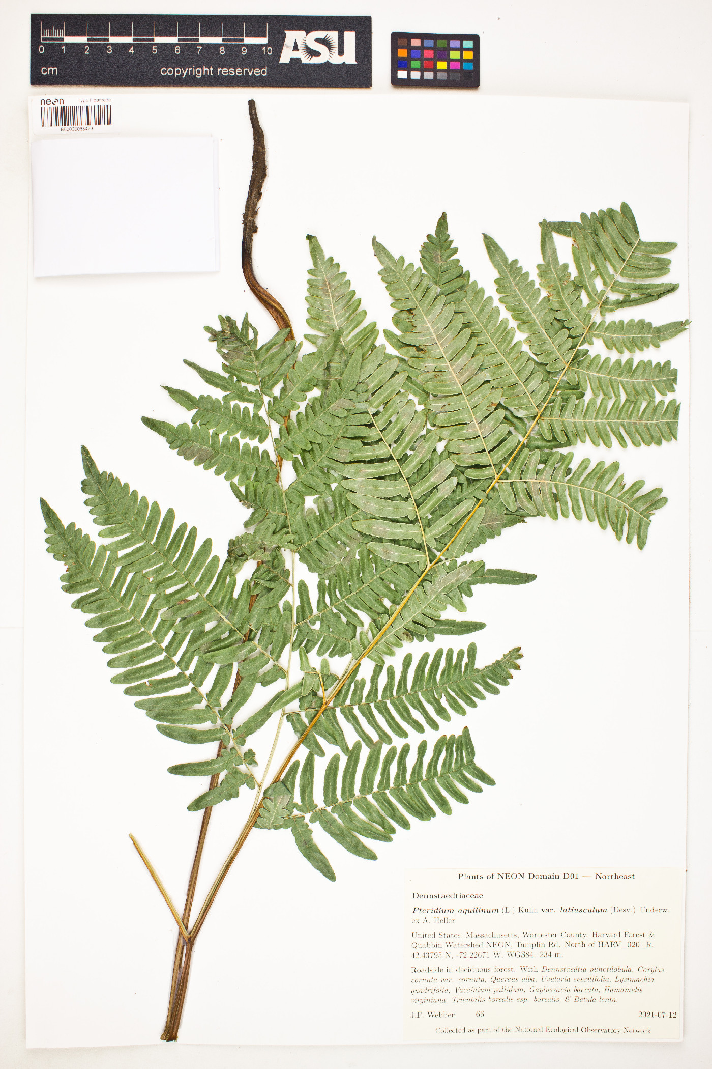 Pteridium latiusculum subsp. latiusculum image