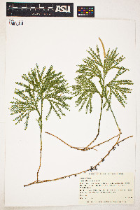 Image of Dendrolycopodium obscurum