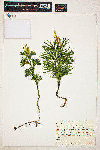 Image of Lycopodium hickeyi