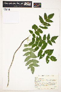 Sorbus americana image