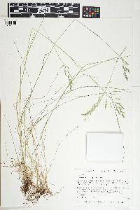 Poa pratensis subsp. pratensis image