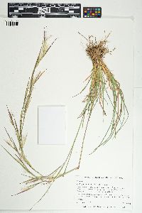 Andropogon virginicus var. virginicus image